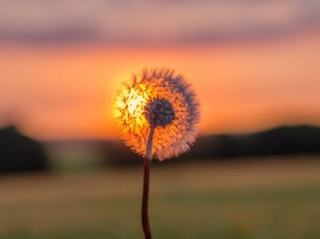 Dandelion Sunset - flowers, sunset, nature, dandelion, closeup