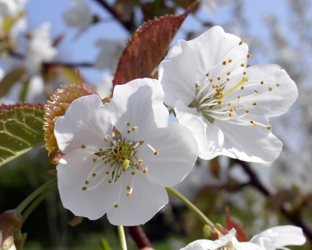 White lovely flowers - white, tree, field, flowers