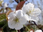 White lovely flowers