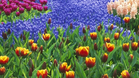 Flower Carpet - green, carpet, yellow, small flowers