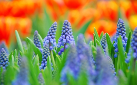 Beautiful flowers - stem, flowers, purple, leaves