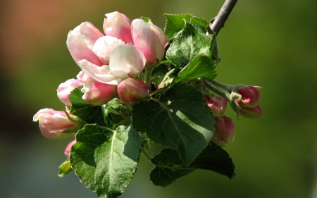 Spring blossom - leaves, twig, flowers, cute