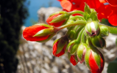 Spring flowers bloom - stone, flowers bloom, red, green, spring