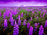 Fields of purple flowers