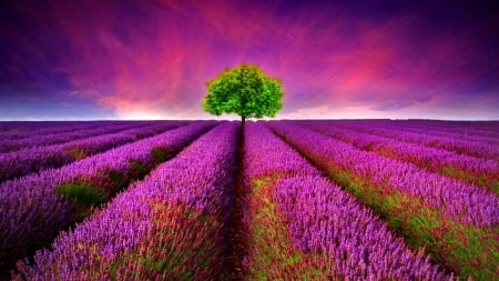 Stunning flowers in the field - purple, tree, field, flowers