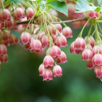 Gorgeous small bell flowers