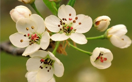 Cute cherry blossom - leaves, white, cute, plants