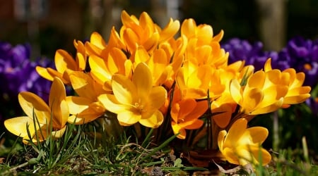 Yellow flowers - flowers, cute, yellow, spring