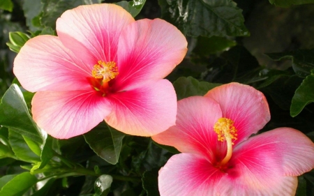 Dashing Hibiscus - green, flowers, stem, red