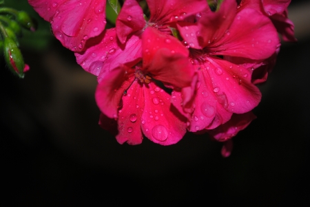 Radiant Red Flowers - cute, adorable, love, red