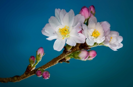 Appealing Blossom Flowers - white, twig, flowers, stem