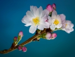 Appealing Blossom Flowers