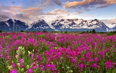 Flower Field - pretty, Field, Nature, Flowers