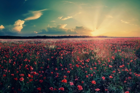 Poppies in Field - clouds, blossoms, sunset, sky