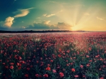 Poppies in Field