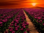 Sunset over Field Near Konya, Turkey