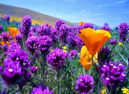 Field of purple flowers and yellow poppies - hill, poppies, yellow, blue, beauty, blooming, flowers, nature, purple, close, field, sky