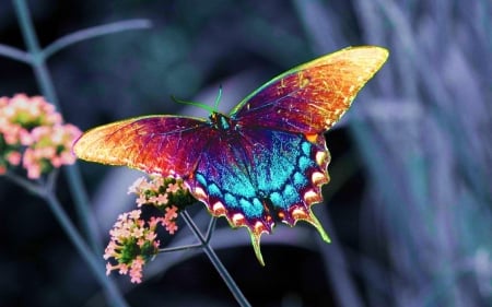 Butterfly - flowers, colorful, animal, beautiful, gray, butterfly, background, dark