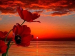 Poppies sunset