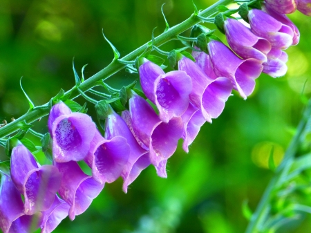 Thimble Flowers! - nature, purple, flowers, thimble flower