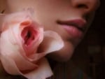 pink rose and lips