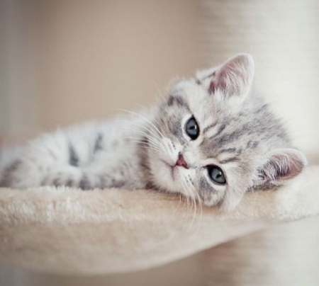 tired little kitten