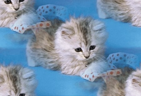 cute plying kitten - animals, cats, playing, cute, kitten