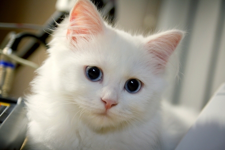 áƒ¦â¤áƒ¦ - animal, cute, cat, kitten