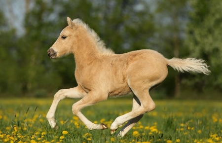 áƒ¦â¤áƒ¦ - flowers, horse, animal, cute