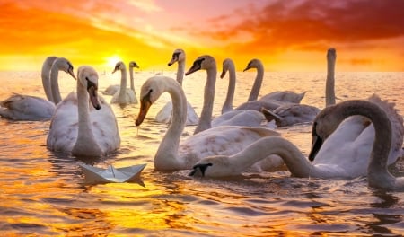 Beautiful - beautiful, swan, water, sunset