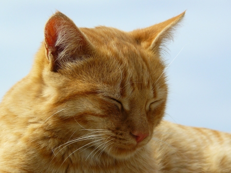 Sleepy Cat - face, cat, portrait, animal, sleepy, cute, head