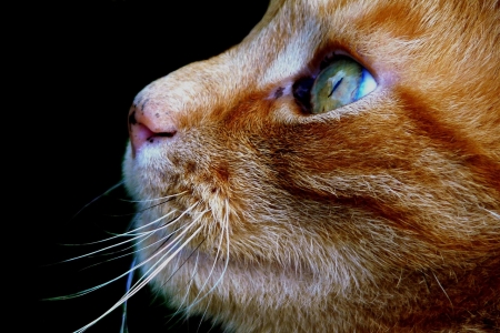 Trust - waiting, portrat, trust, animal, macro, eyes, lovely, cat