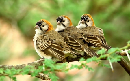 Birds - bird, branch, green, cute, trio