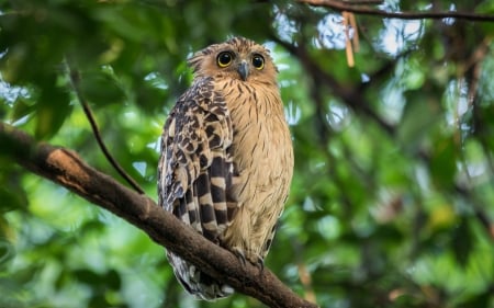 Owl - owl, bird, branch, green, pasare, bufnita