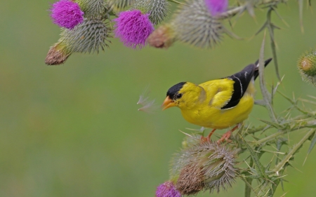 Bird - flower, bird, pasare, pink, yellow, green