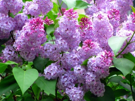 Lilacs - beauty, blooming, freshness, soft, colorful, smell, spring, nature, lilacs, beautiful, flowers, garden, twigs, natural