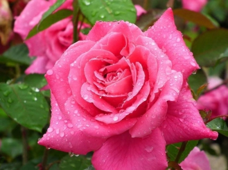 Beautiful pink rose - beauty, fresh, freshness, fragrance, rain, delicate, smell, rose, nature, pink, petals, beautiful, garden, drops, natural