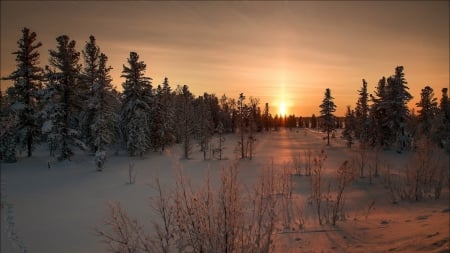 winter sunset - forest, winter, sunset, grass