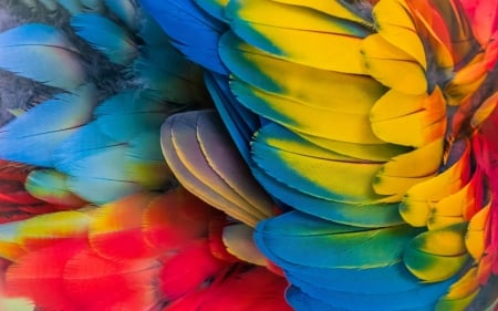 Feathers - yellow, wing, blue, feather, parrot, colorful, red, green, texture