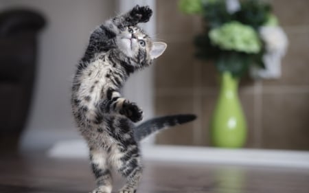 Kitty ballerina - dance, cat, animal, funny, ballerina, cute, pisica, kitten