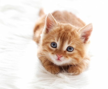 Kitten - white, animal, pisica, kitten, ginger, cute, orange, cat