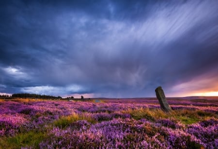 Spring Sunset - sky, trees, field, sunset, road, spring, cloud, clouds, flowers