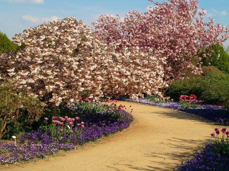 Springtime Path - flowers, magnolia, blossoms, sunshine, park