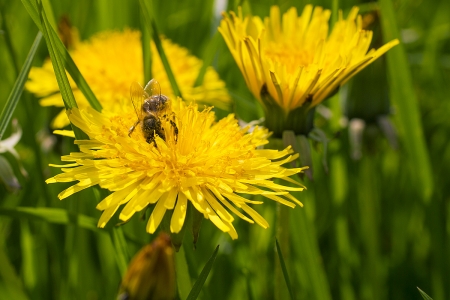 Honeybee - blossoms, dandelion, insect, flowers, spring