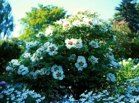 Peonia Rockii - blossoms, garden, plants, sunshine, spring