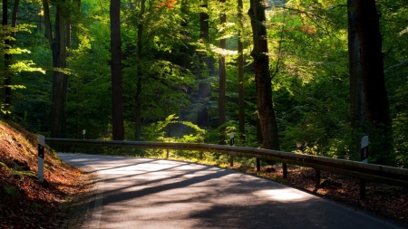 Path in the Woods