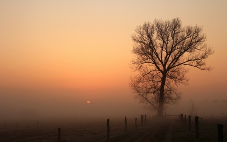 Sunset - tree, nature, amazing, sunset