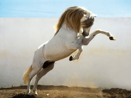 Power - white, amazing, horse, power