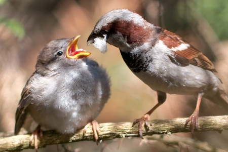 Caring Dad feed his chick - chick, feed, animals, beak