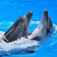 Awesome Dolphins